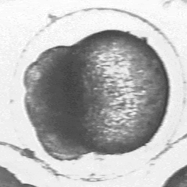 Fig. 5b