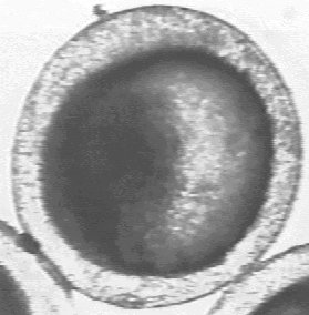 Fig. 5d