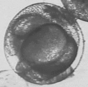 Fig. 5e
