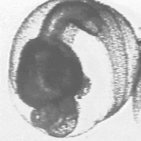 Fig. 7a