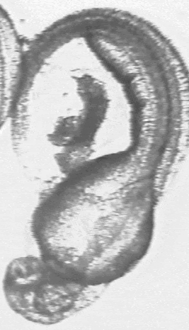 Fig. 7b