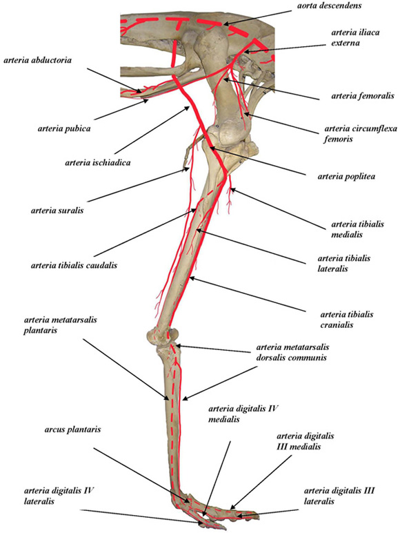 N femoralis suomeksi