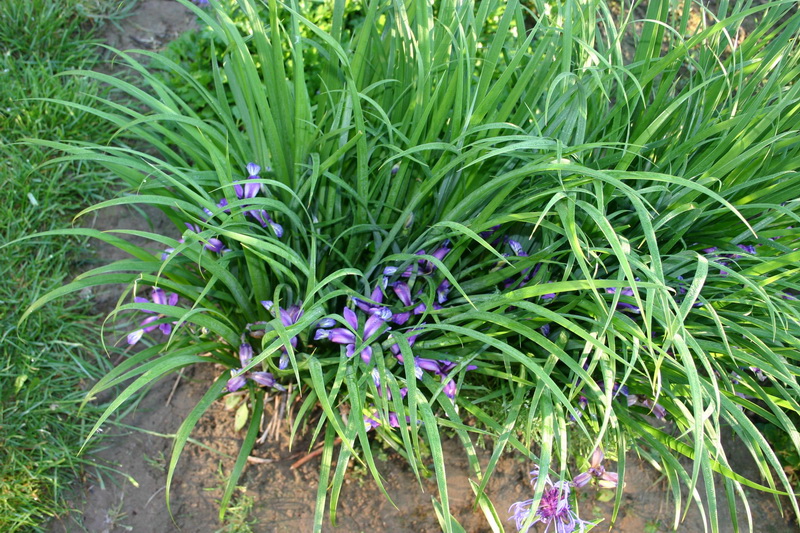 Iris graminea Iris grassy 10 seeds 
