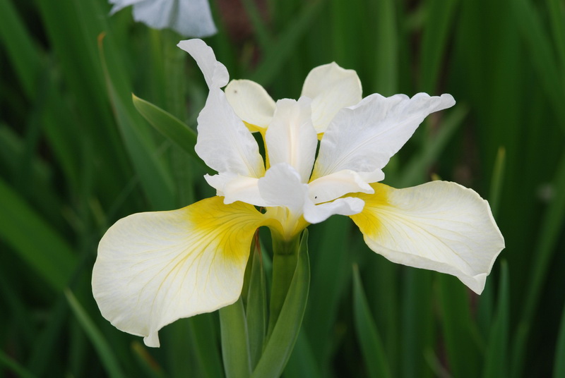 FLOREALPES : Iris albicans / Iris blanc / Iridaceae / Fiche détaillée  Fleurs des Hautes-Alpes