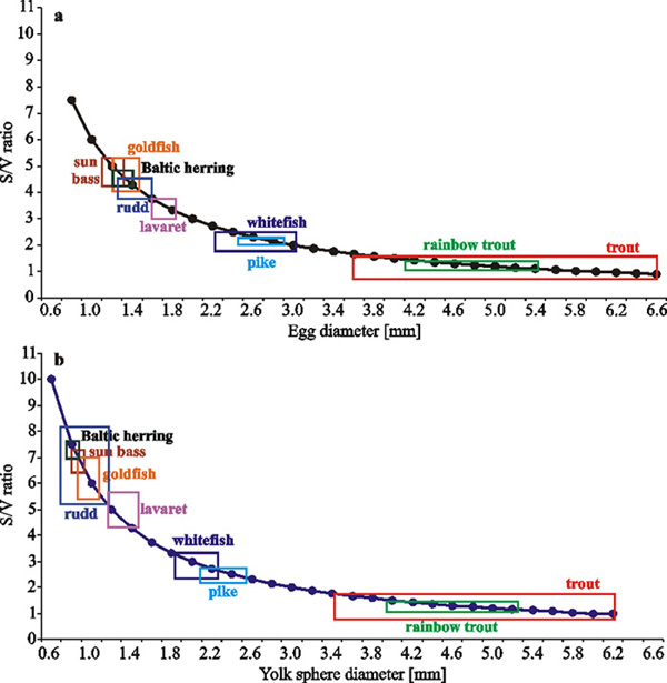 EJPAU 2001. Bonisławska M. , Formicki K. , Korzelecka-Orkisz A. , Winnicki  A. FISH EGG SIZE VARIABILITY: BIOLOGICAL SIGNIFICANCE