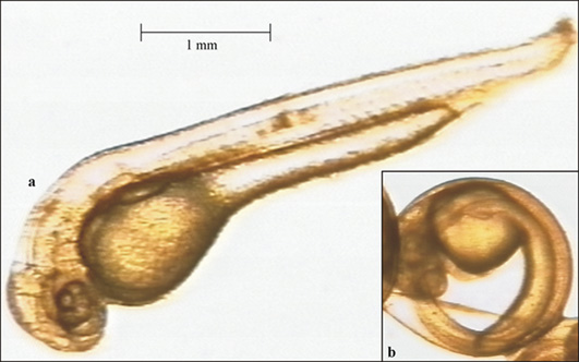 goldfish eggs hatching. hatching from large eggs